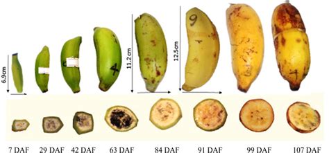 Are Apes in the Stone Age: A Journey Through Time, Bananas, and the Evolution of Chaos