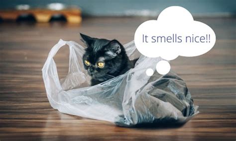 Are Cats Sexually Attracted to Plastic Bags? And Why Do They Always Land on Their Feet?