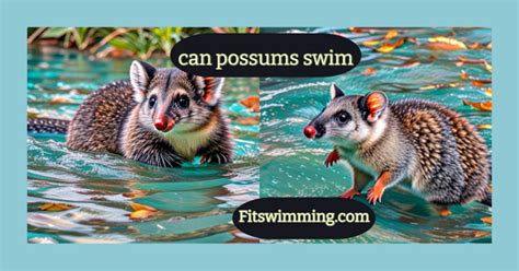 Do Possums Swim?