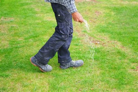 Does Fertilizer Help Grass Grow? And Why Do Birds Suddenly Appear Every Time You Mow the Lawn?