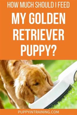 How Often to Feed Golden Retriever Puppy: A Journey Through Time and Space