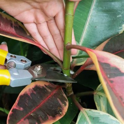 How to Propagate Rubber Plant: A Journey Through Soil and Imagination