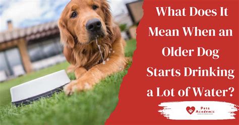 What Does It Mean When An Older Dog Starts Drinking A Lot Of Water?