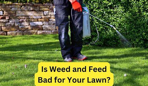 What Does Weed and Feed Do for Your Lawn: A Deep Dive into Lawn Care Mysteries