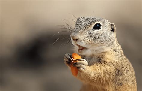 What to Feed Groundhogs: A Culinary Journey into the Whimsical World of Wildlife Nutrition